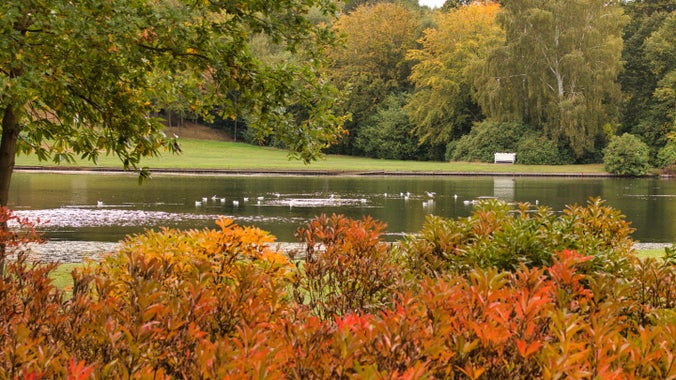 An image of the lake at claremont with rhodadendron hedges in foreground and trees in the background.